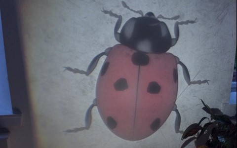 ladybird projected on wall