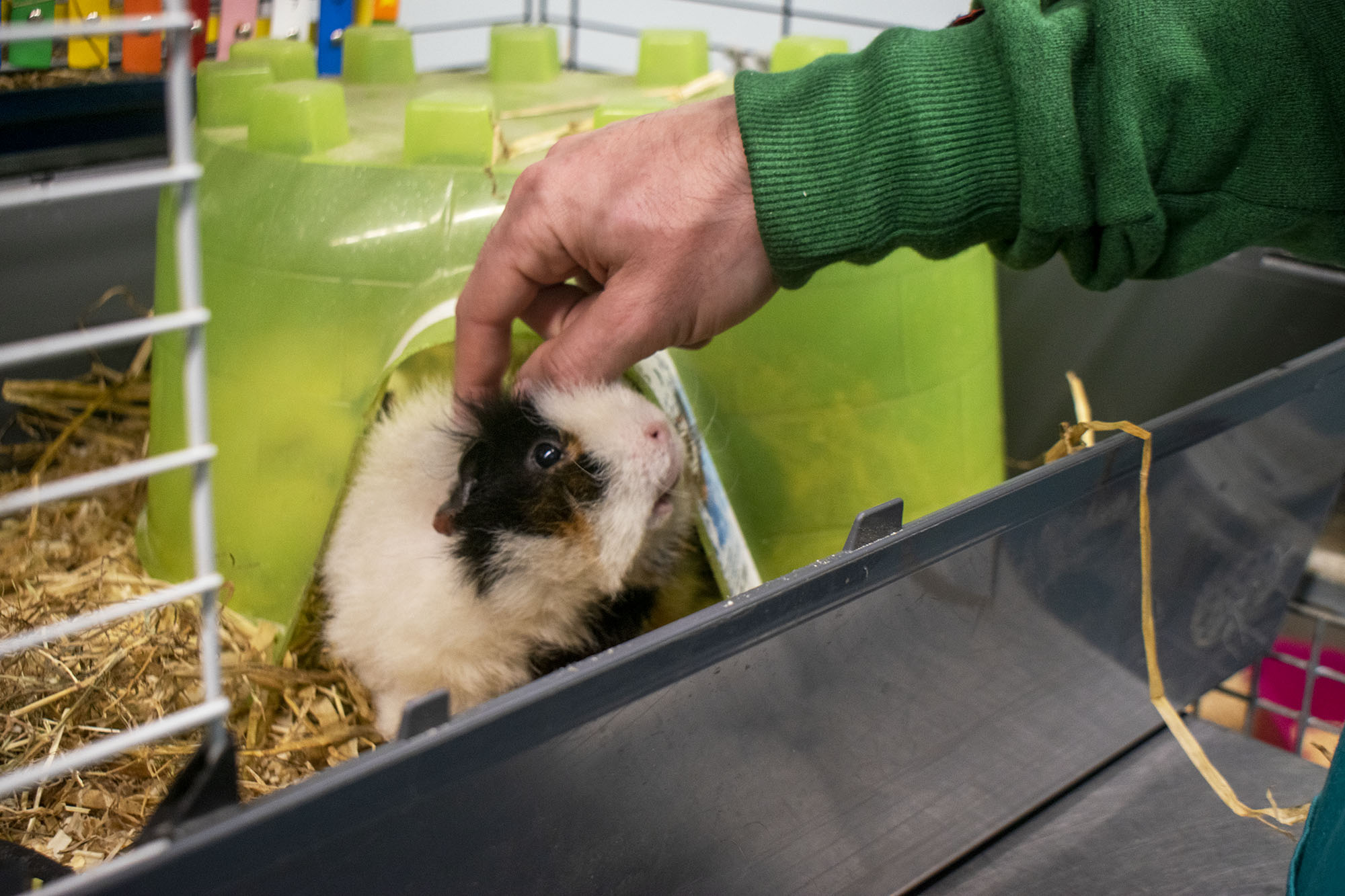 guinea pig in cage