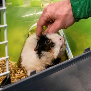 guinea pig in cage