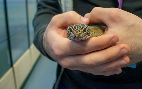 animal care student holding snake