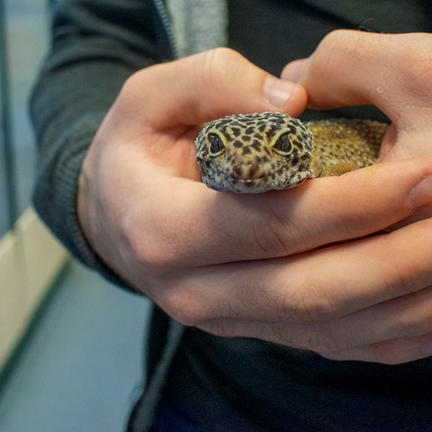 animal care student holding snake