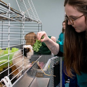 animal care student