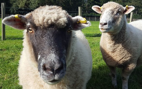 2 sheep