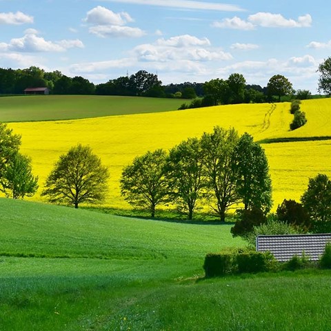 Countryside scene with fields and trees
