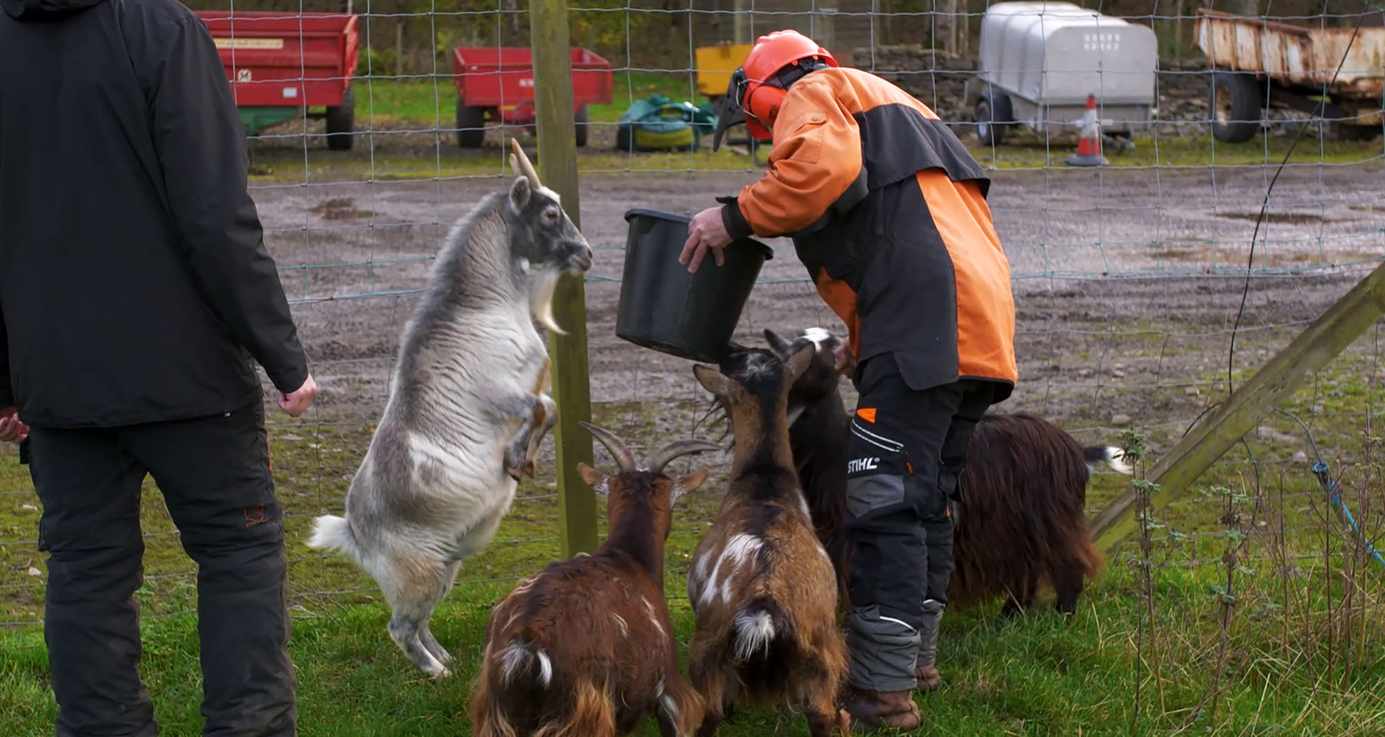 Students feeding goats