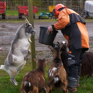 Students feeding goats