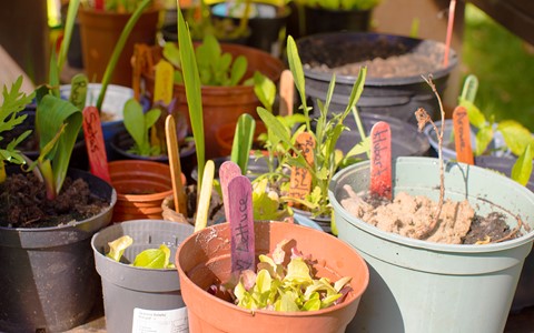 Helping Hands Nursery Plants