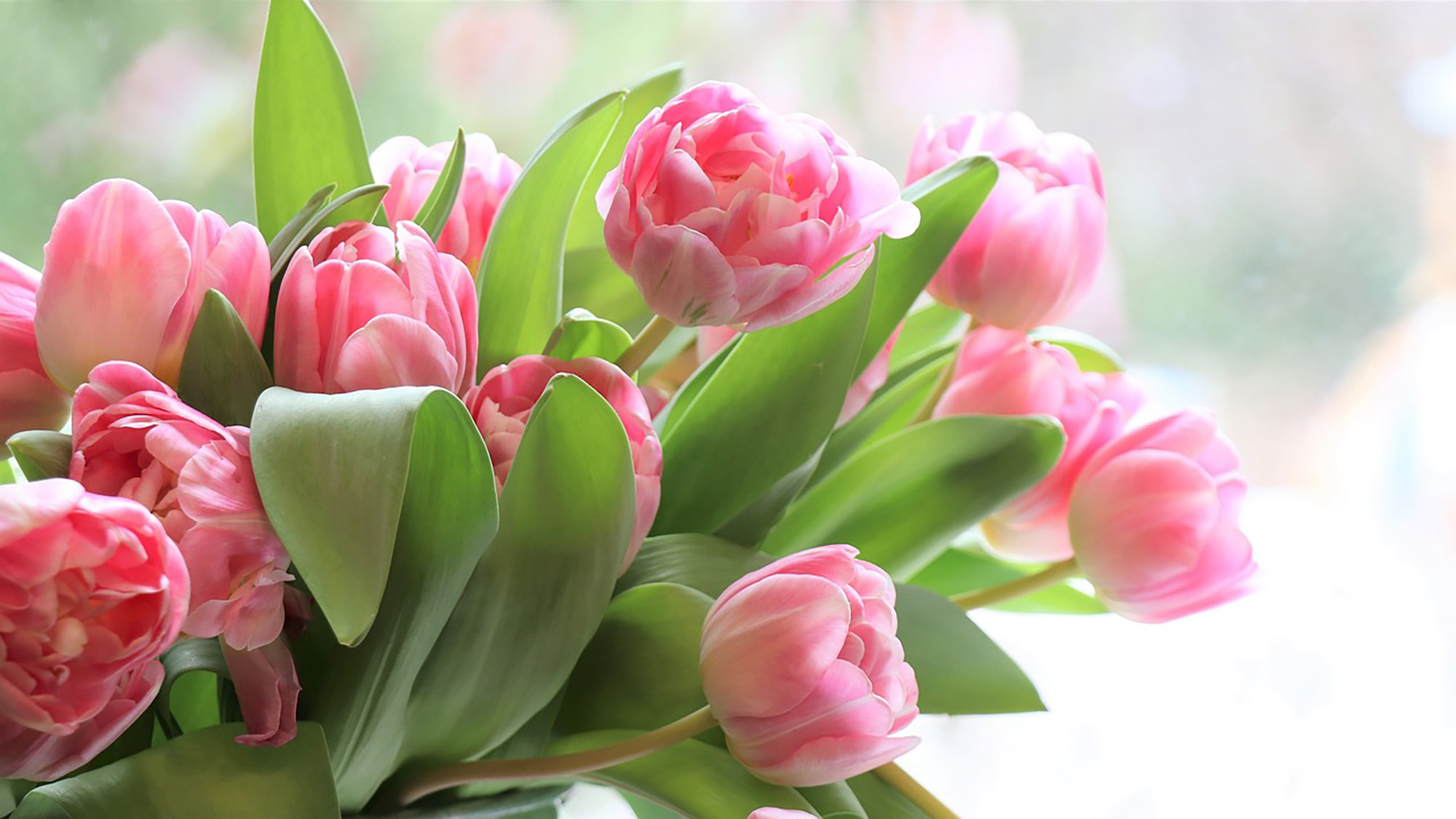 Bouquet of pink tulips