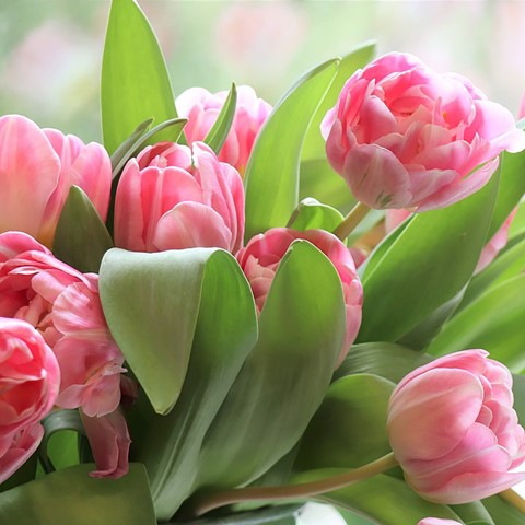 Bouquet of pink tulips