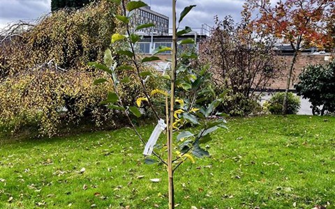 Tree at Kingsway campus
