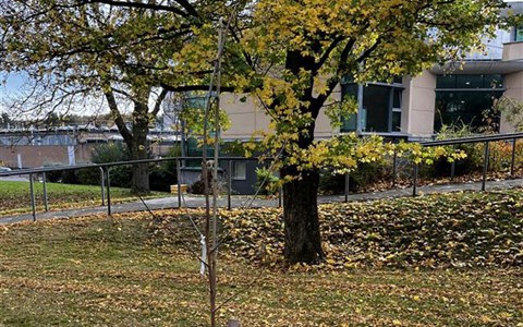 Tree at Kingsway campus