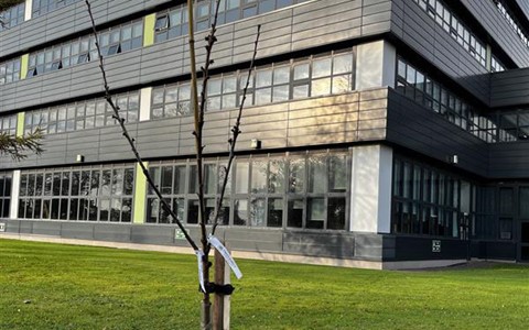 Tree at Gardyne campus