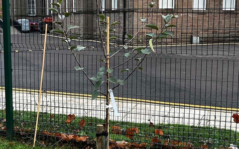 Tree at Arbroath campus