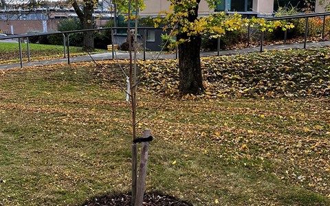 Tree at Kingsway campus