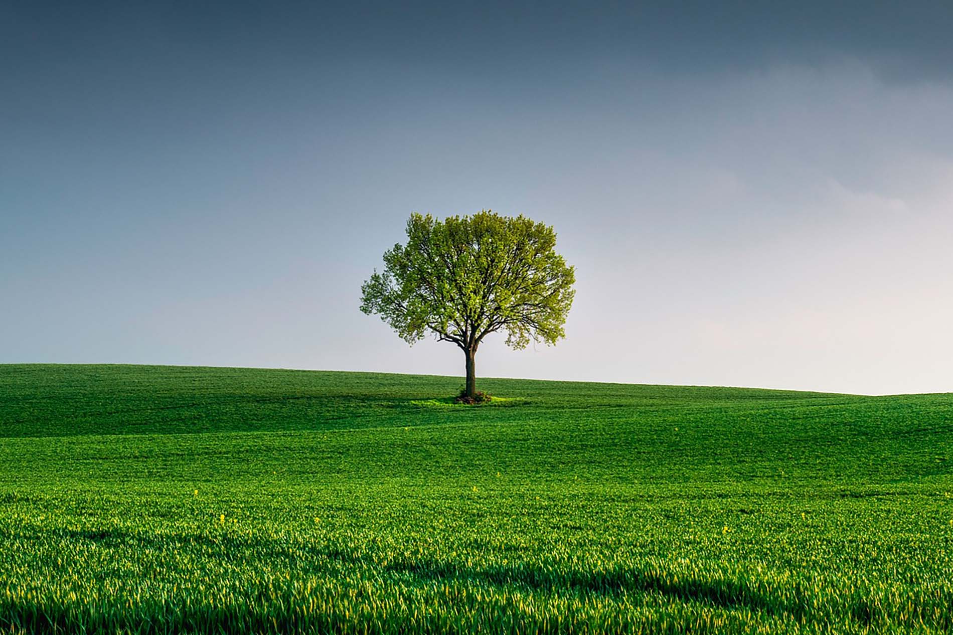 A tree in a field of grass