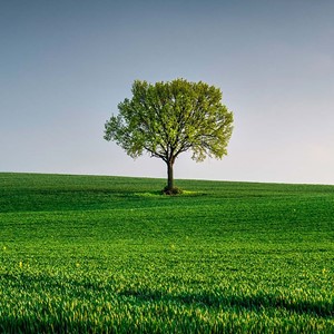 A tree in a field of grass